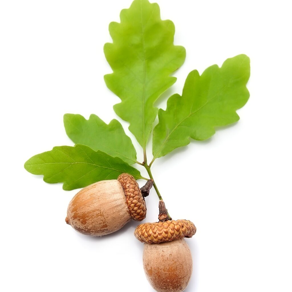 Acorn logo oak